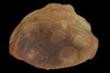 Three Fossil Jellyfish (Octomedusa) Pos/Neg - Illinois #120722-3